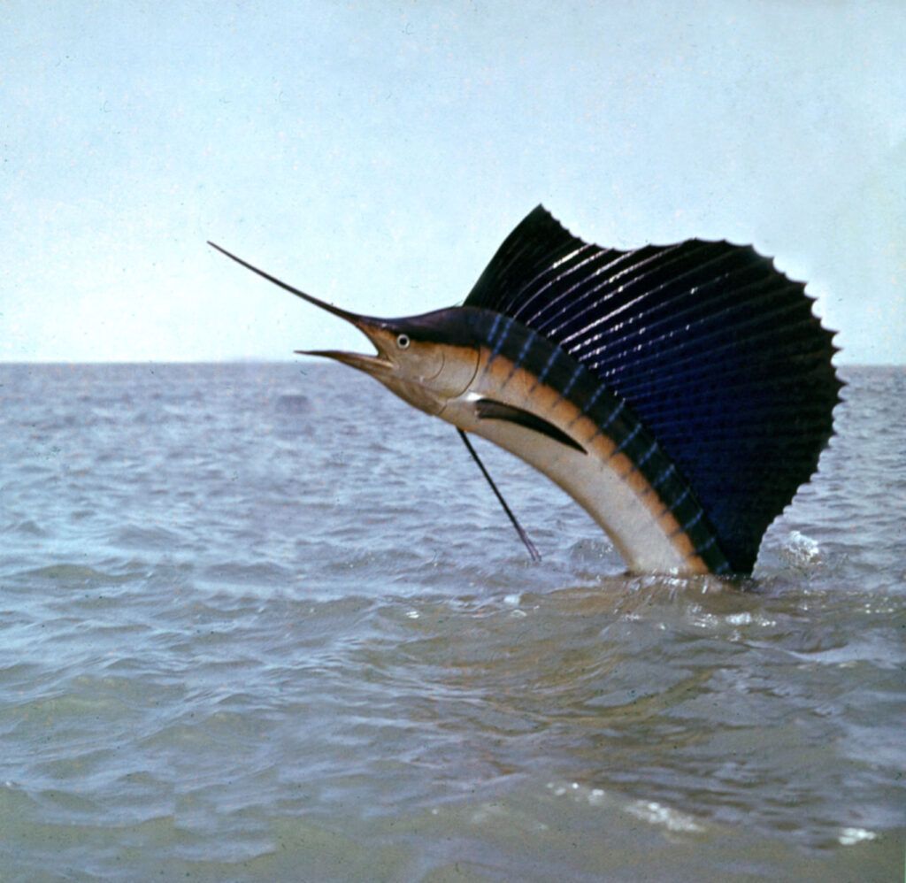 Types of Fish In Southwest Florida Gulf of Mexico